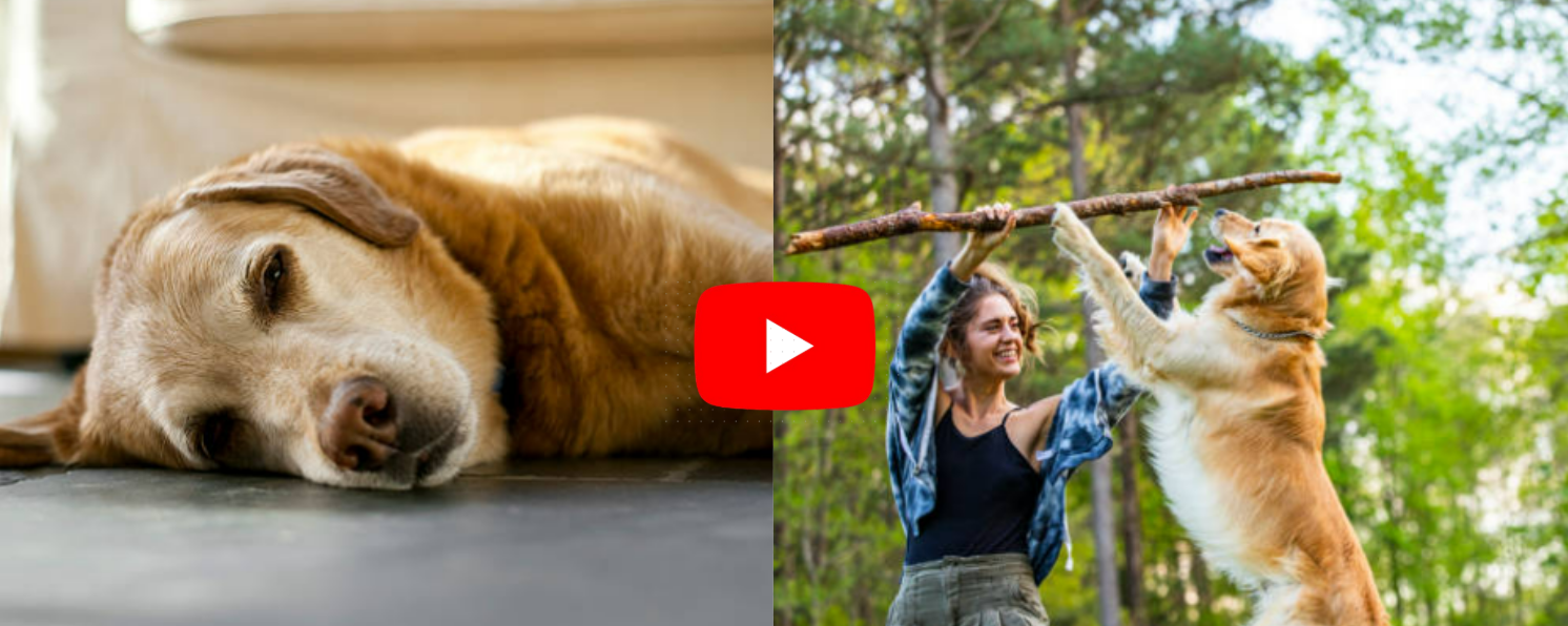 Max’s Transformation: From Sad to Vibrant